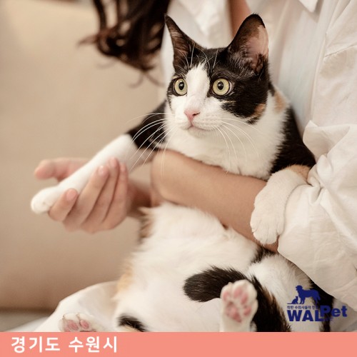 강아지 · 고양이 건강검진 [이리온 동물병원]