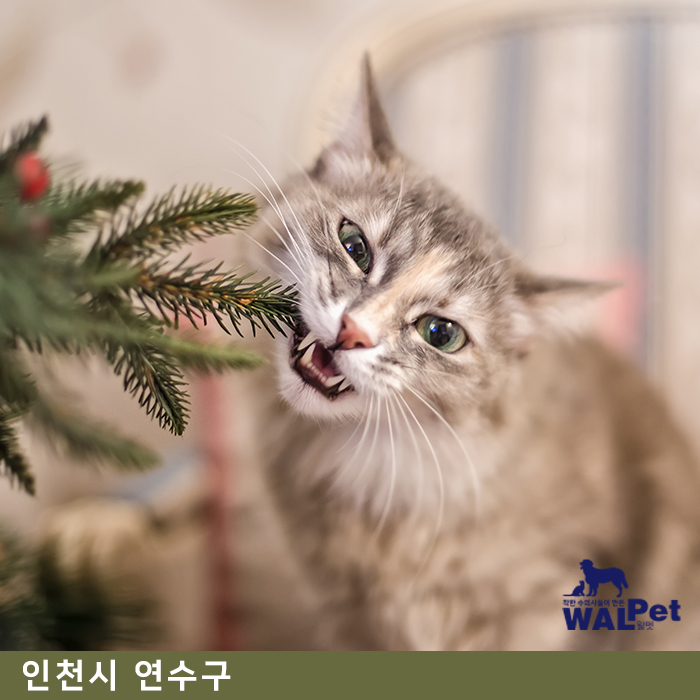 강아지 · 고양이 스케일링 [포시즌 동물병원]