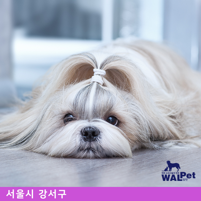 강아지 · 고양이 자궁축농증 수술 [굿모닝 동물병원]