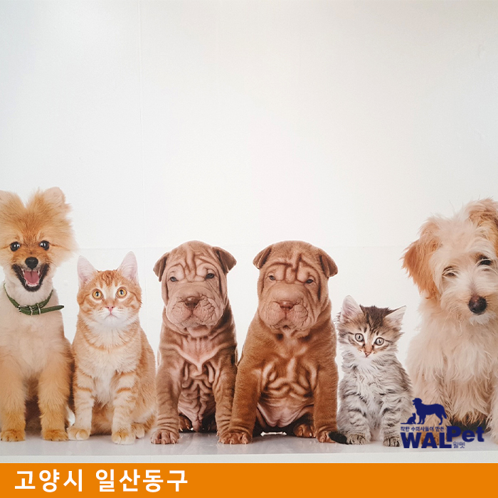 강아지 · 고양이 스케일링 [위즈펫 동물병원 풍산점]