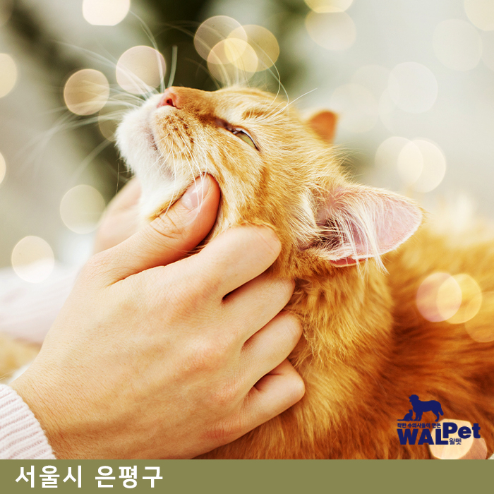 강아지 · 고양이 방광/요로결석 [아이러브펫 동물병원 은평점]