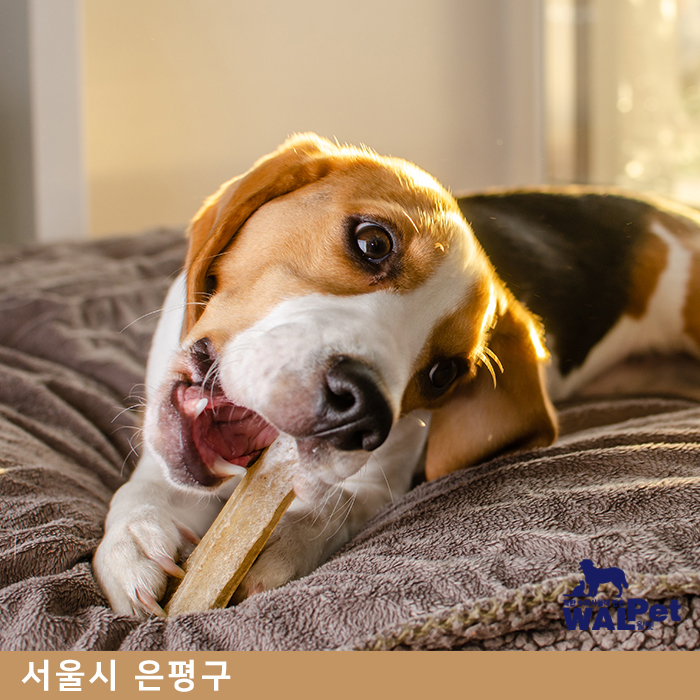 강아지 · 고양이 스케일링 [아이러브펫 동물병원 은평점]