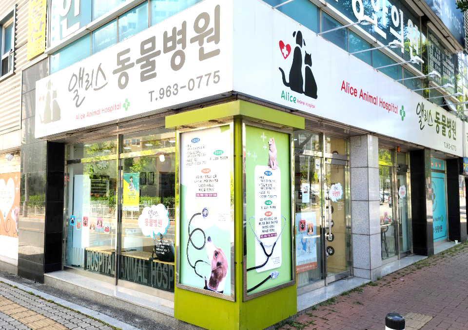 강아지 · 고양이 외이도염 치료 [앨리스 동물병원 신서점]