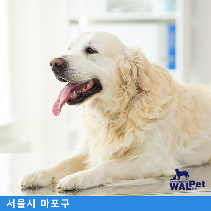 강아지 · 고양이 치근단농양 [서교동물병원]