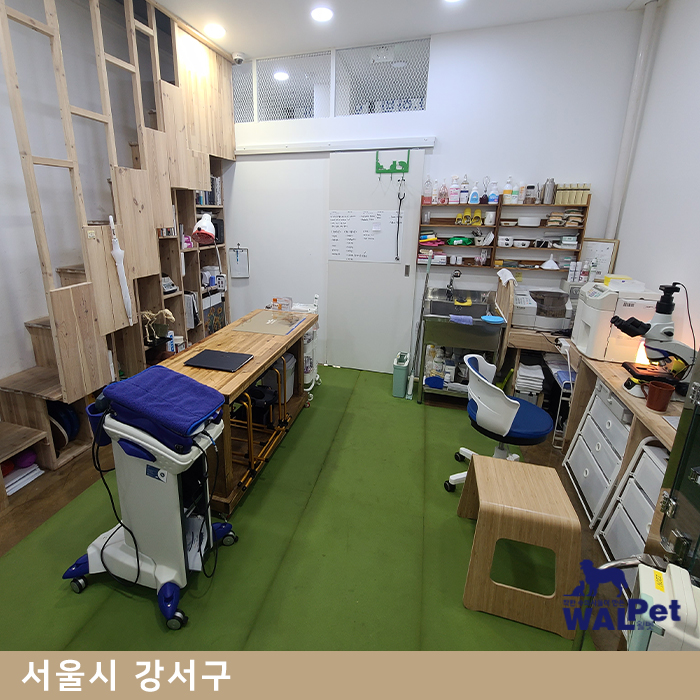 레이저 물리치료 [모모 동물병원]