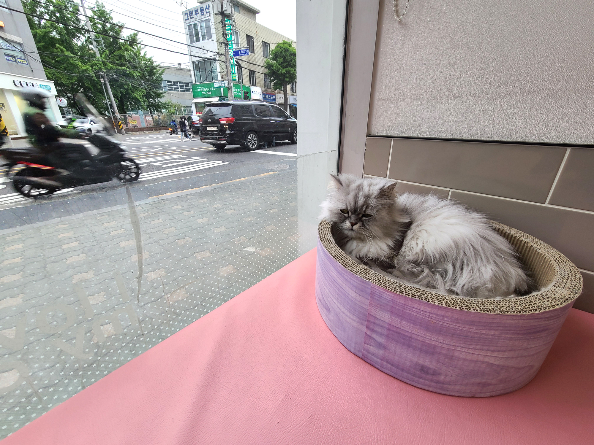 강아지·고양이 경계성종양 수술 [다루동물병원]