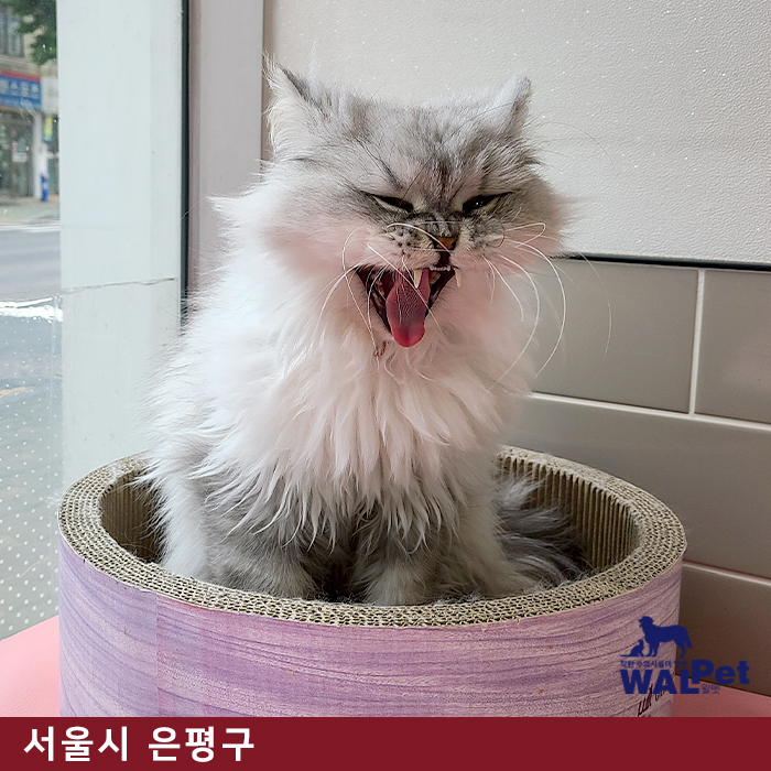 강아지·고양이 스케일링 [다루동물병원]